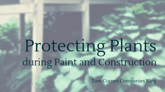 Protecting Plants during Paint and Construction