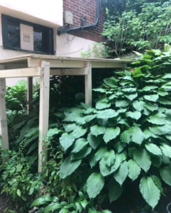 Painters create unique solution while painting to protect plants.