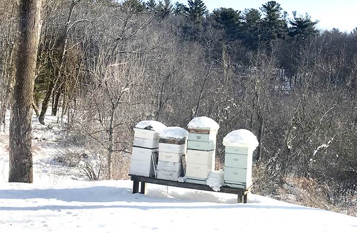 Winter Bees