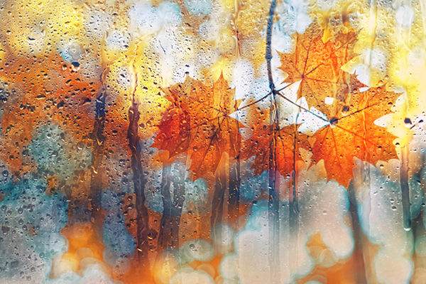 Leaves on Window